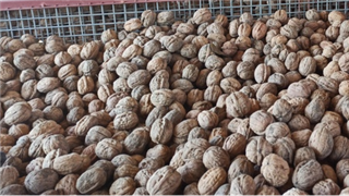 Çanakkale'den Doğal Ceviz (İnce Kabuk) 1 kg